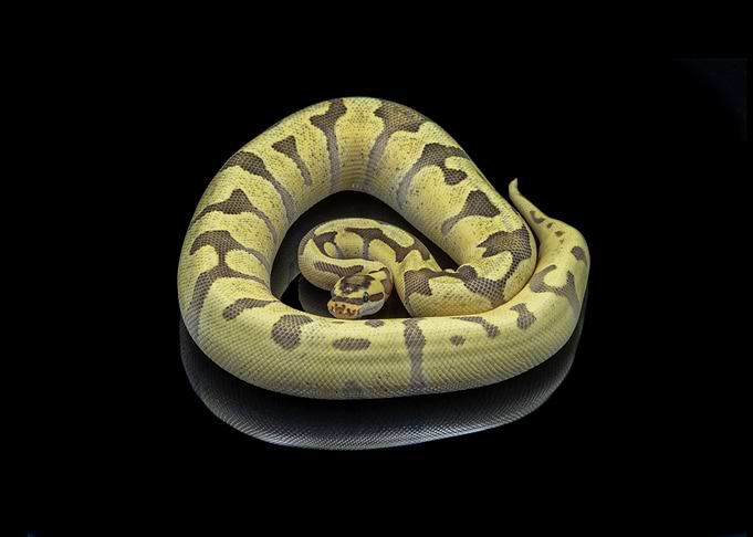 Python