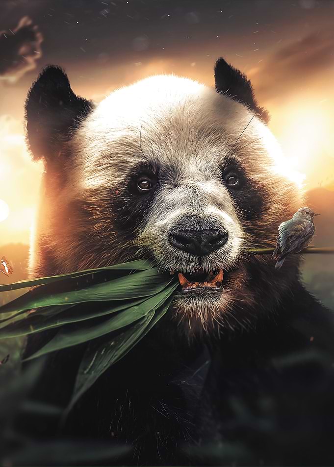 The Panda and The Bird