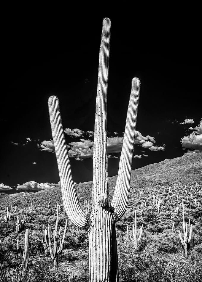 Southwestern Desert