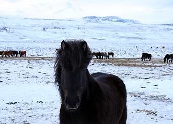 Icelandic Horse