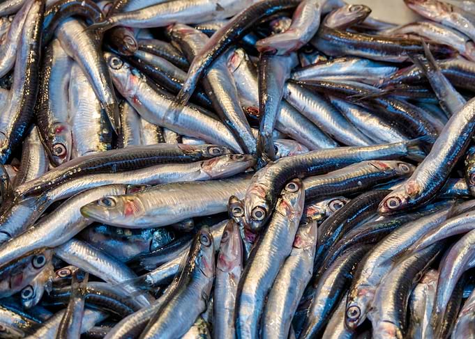 Anchovies