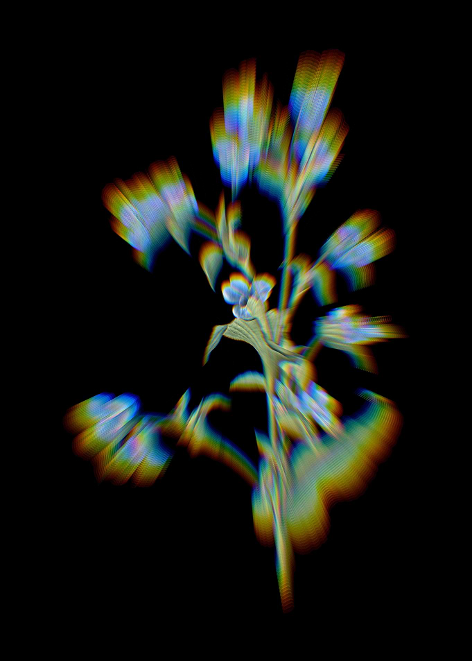 Prism Commelina Tuberosa