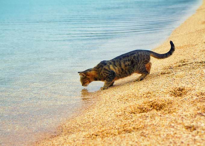 Animals Beach Cat Drinking