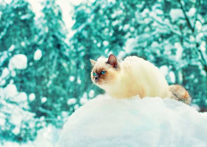 Animals Blue Breed Cat Chi