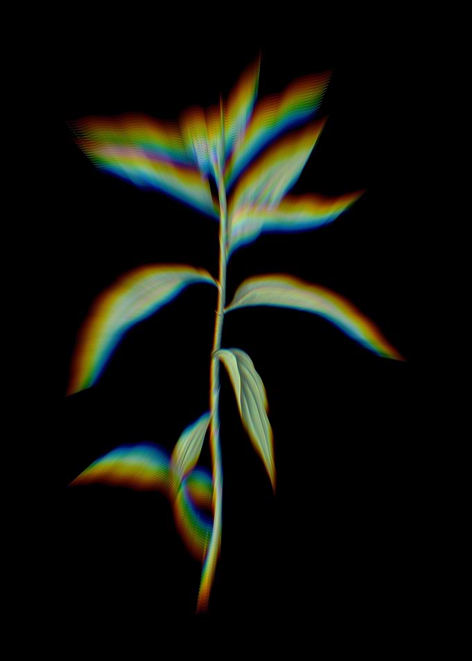 Prism Dayflower