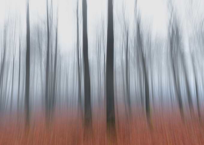 Fairytale forest