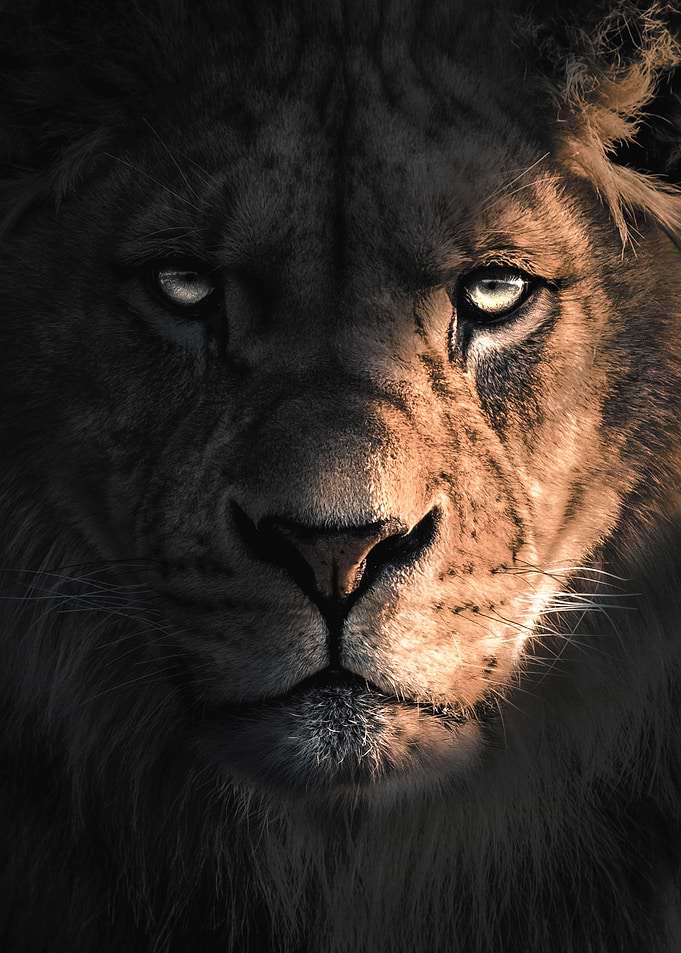 The Lion in The Dark
