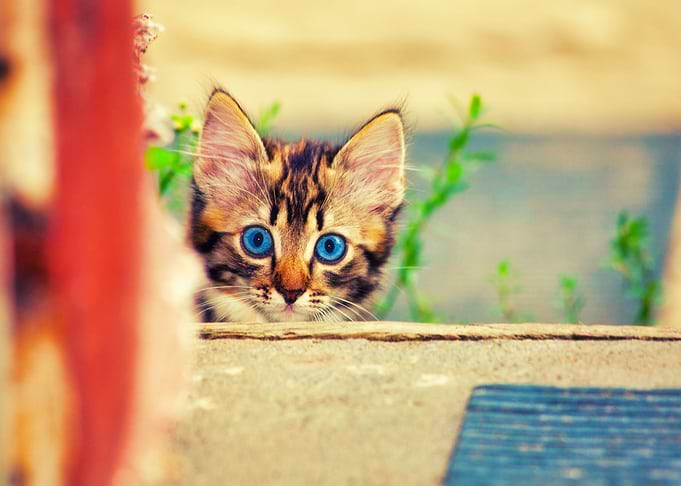 Adorable Alone Animals Bab