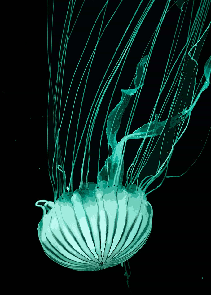 JELLYFISH