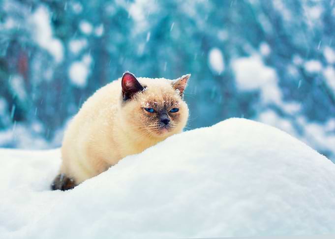 Animals Blue Cat Chill Col