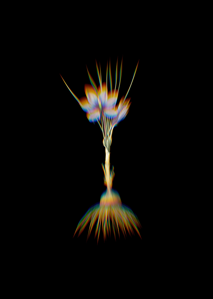 Prism Crocus Sativus