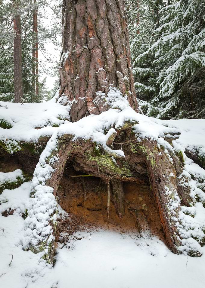 The Sleeping Roots