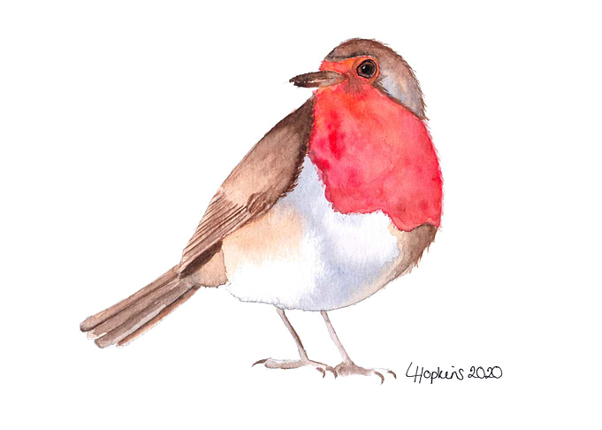 Robin watercolor art