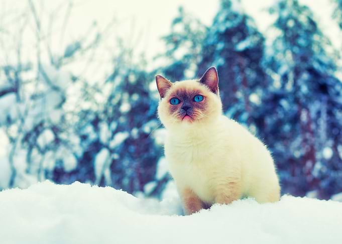 Alone Animal Blizzard Cat