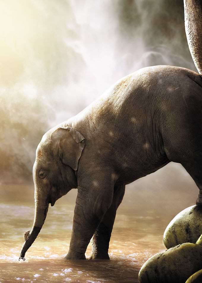 Baby Elephant and Mouse