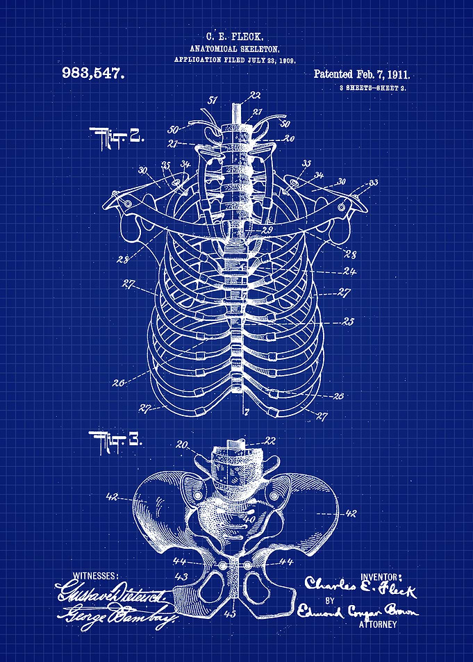 1911 Anatomical Skeleton