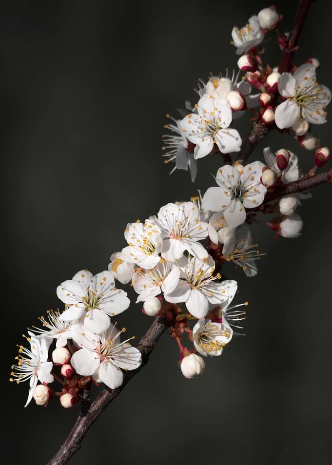 Spring flowers
