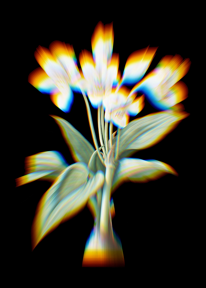 Prism Crinum Giganteum