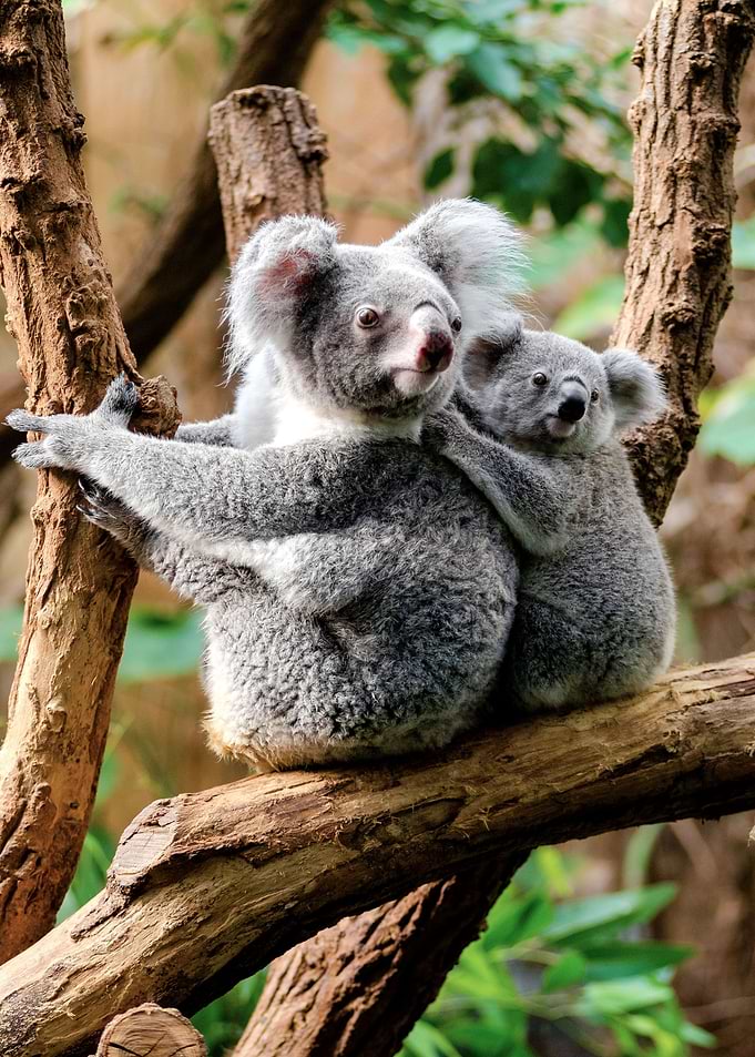 Koala 006