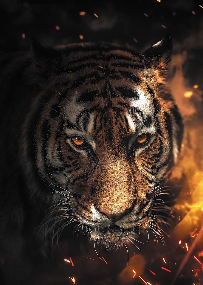 Sparkling Tiger