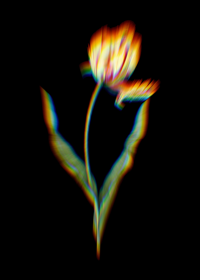 Prism Didiers Tulip