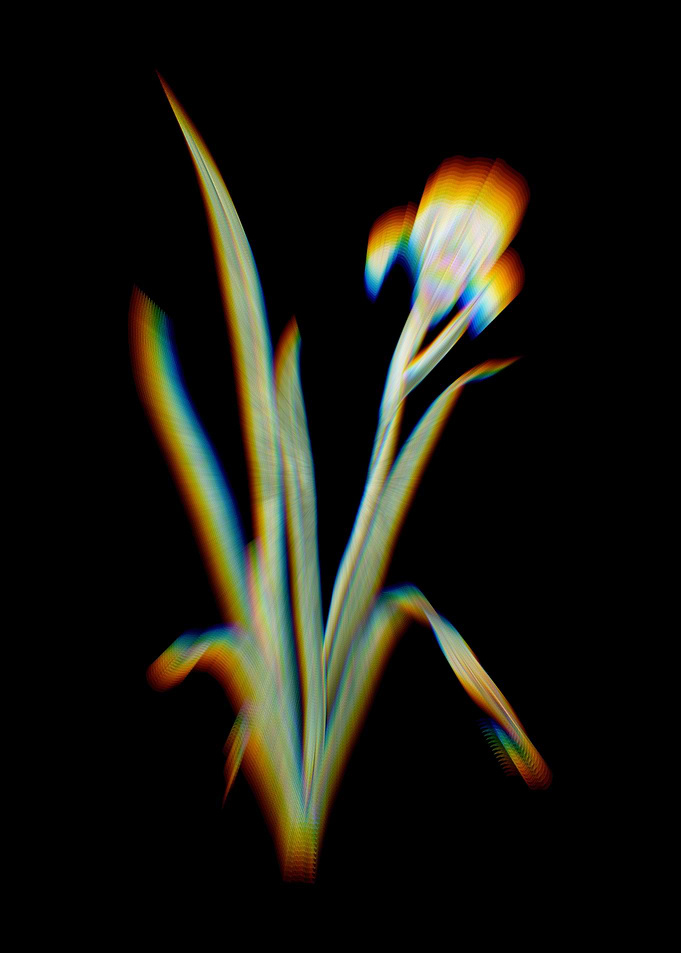 Prism Crimean Iris