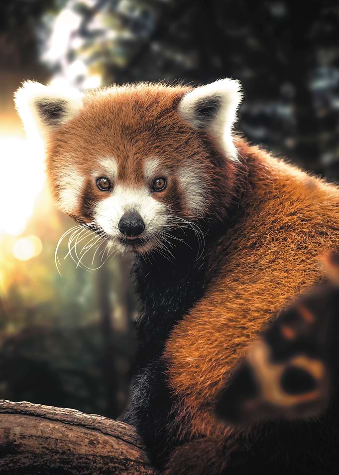 The Red Panda