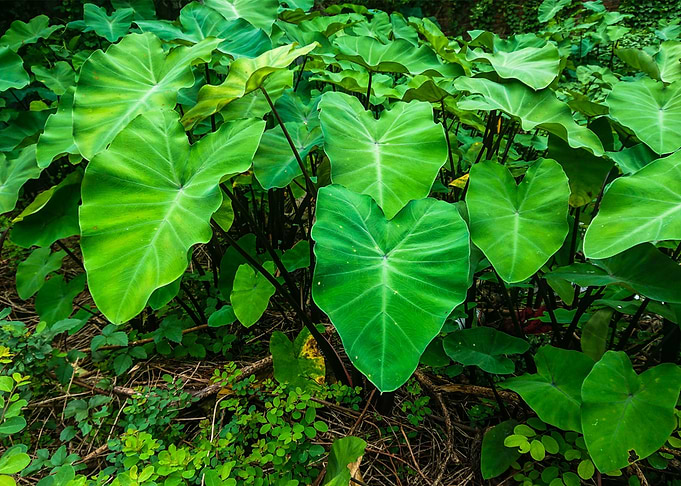 leaves in the garden