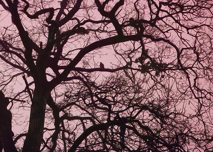 Bird in a Tree