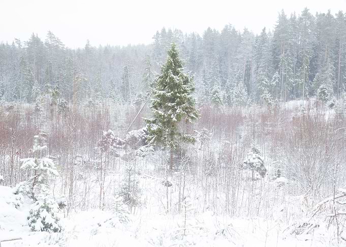 Lonely In The Cold Mist