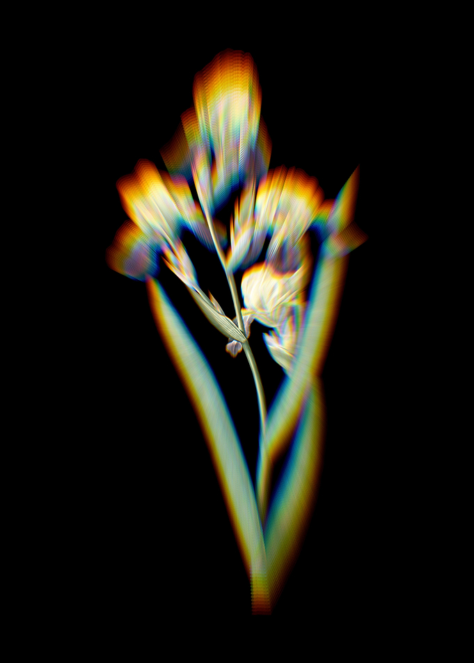 Prism Elder Scented Iris