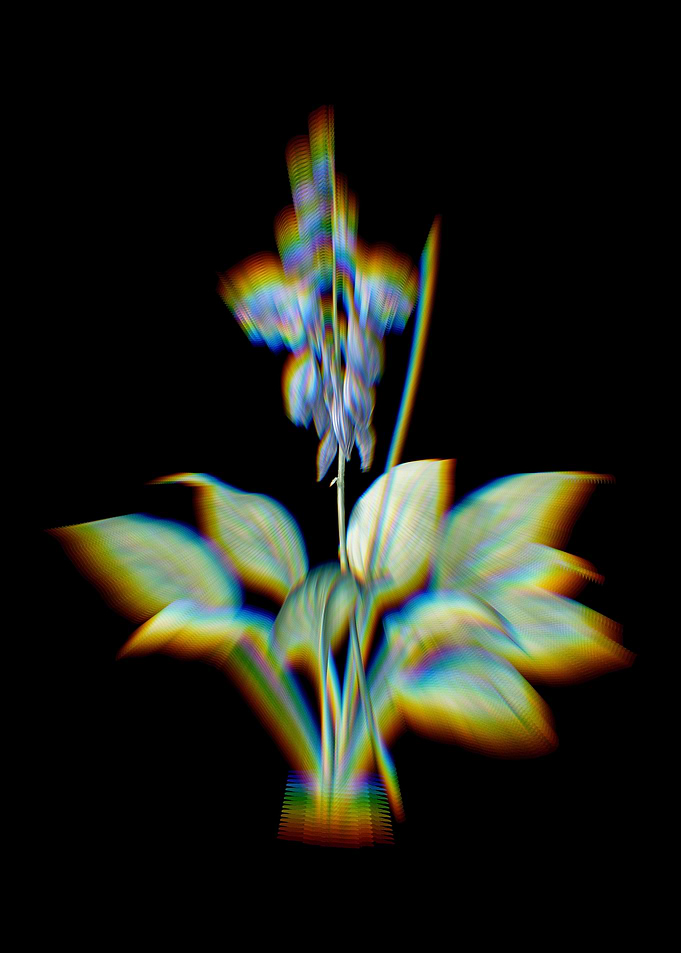 Prism Daylily