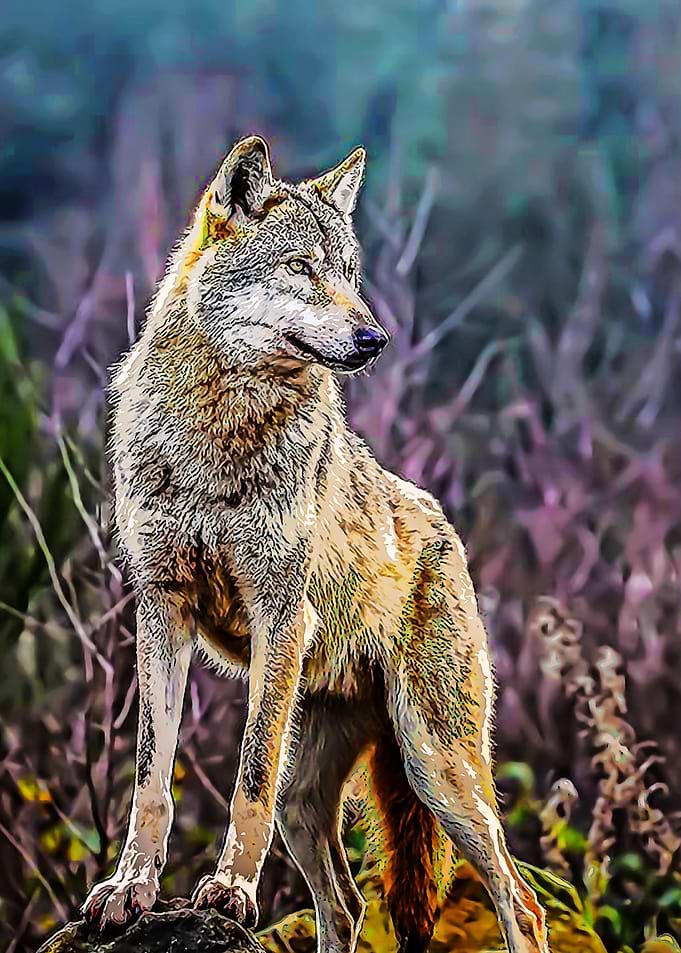 Wolf 5