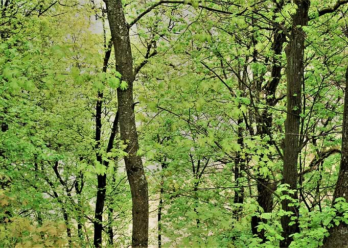 forest