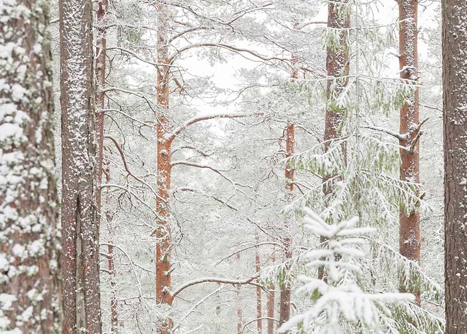 The First Snow No3