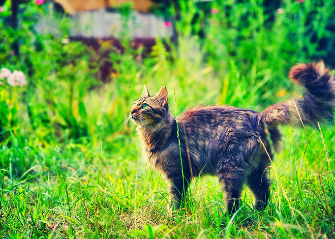 Animals Beautiful Cat Cute