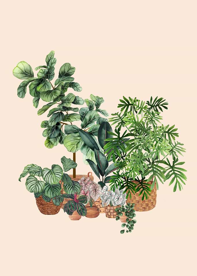 Indoor Plants