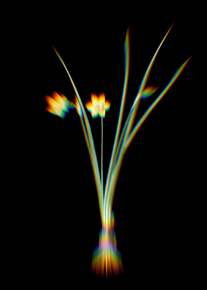 Prism Daffodil