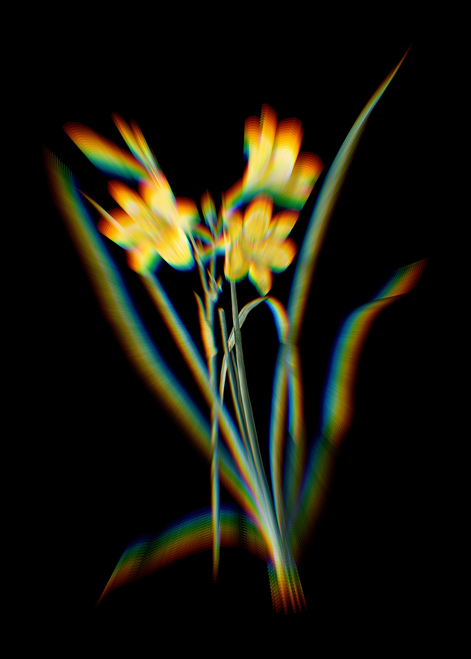 Prism Daylily