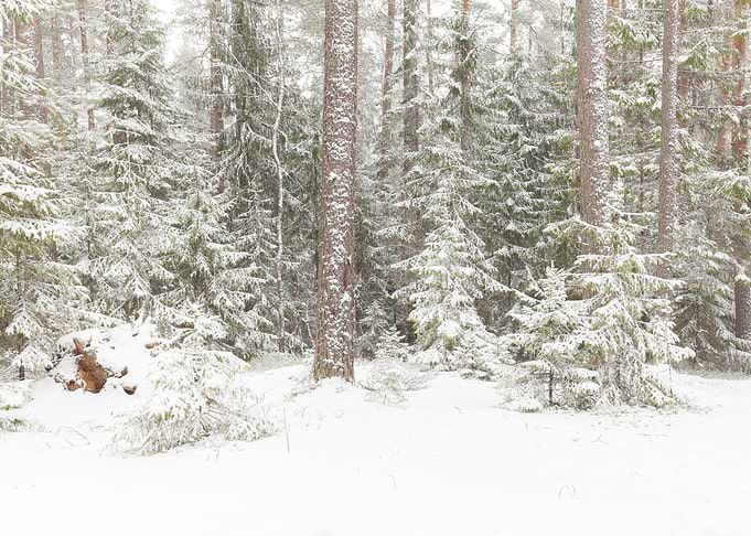 The First Snow No1