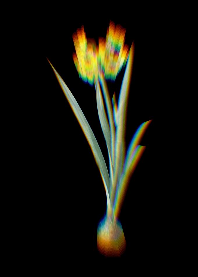 Prism Daffodil