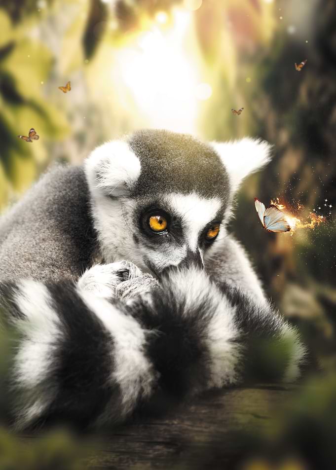 The Lemur and Butterfly