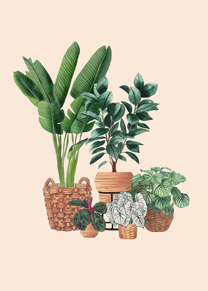 Plants in Baskets