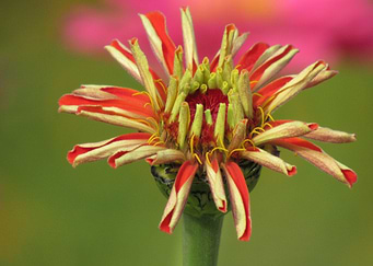 red yellow blooming flower