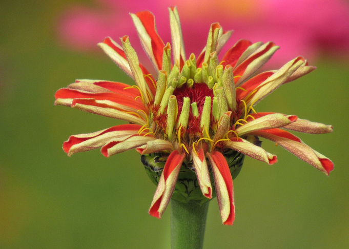 red yellow blooming flower