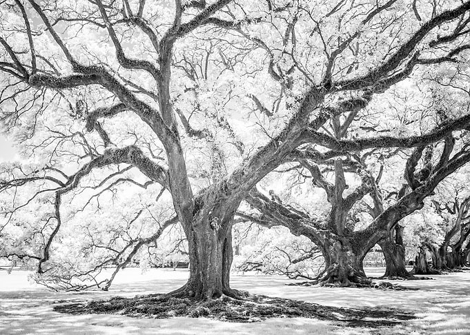 Oak Alley Day Dreaming