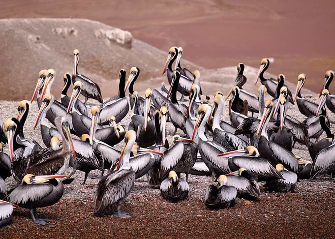 Pelicans are awesome