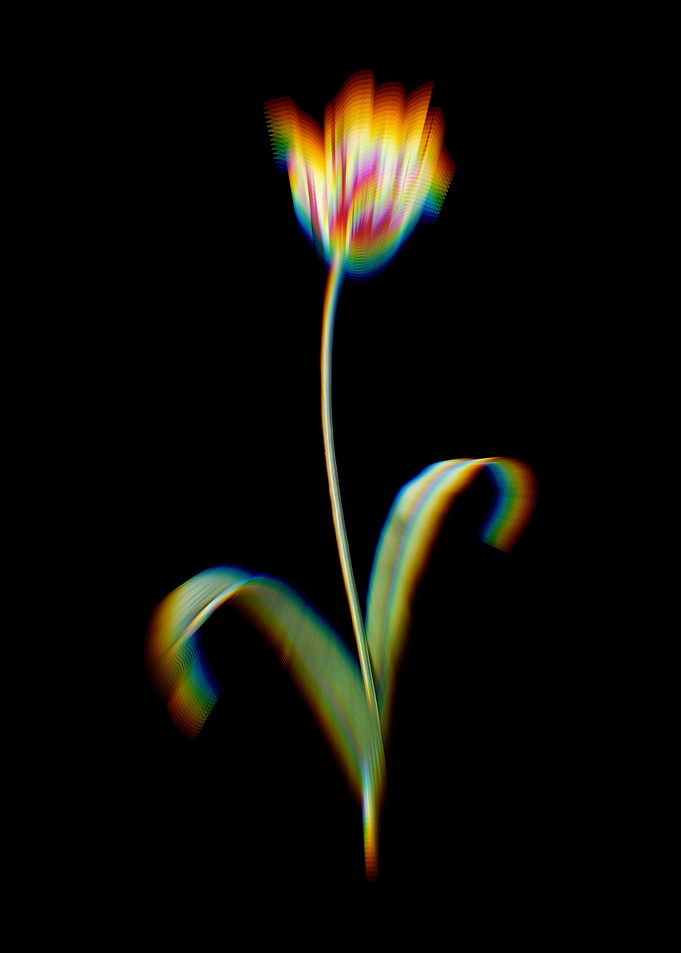 Prism Didiers Tulip