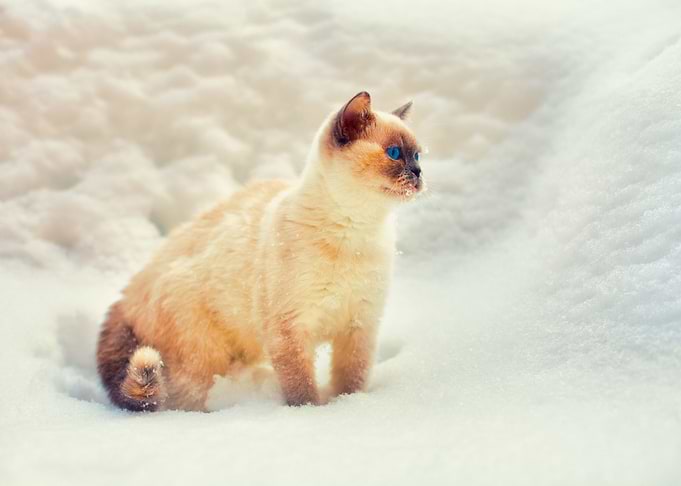 Animals Breed Cat Chill Co