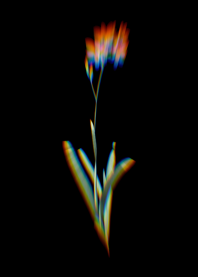 Prism Corn Lily